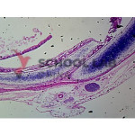Prepared Microscope Slide - Small Mammal: Entire Heart L.S.